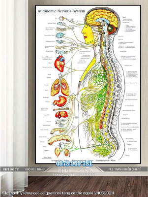 file tranh y khoa cac co quan noi tang co the nguoi 24062024