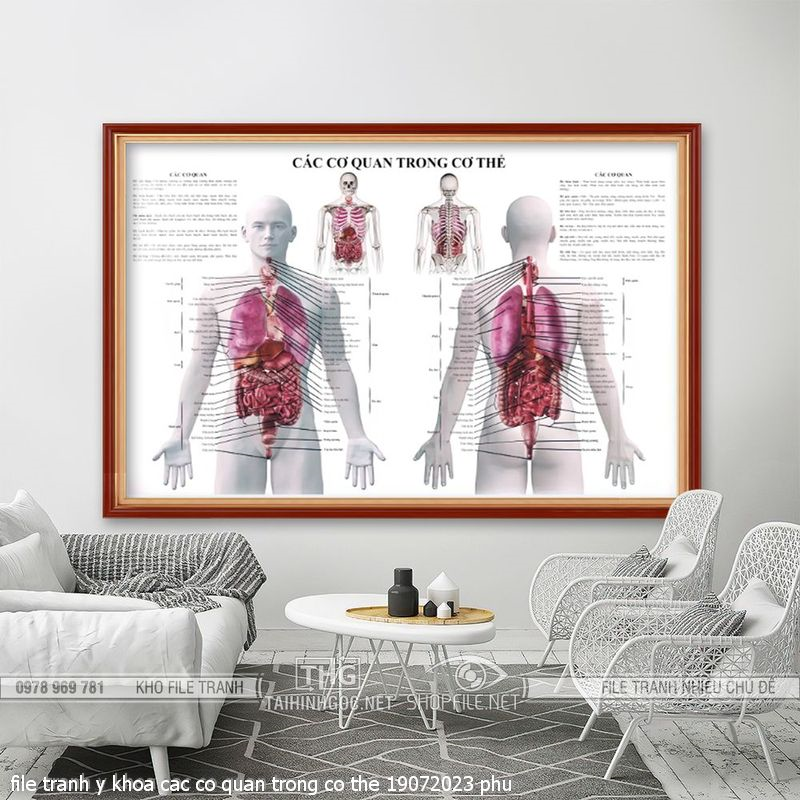 file tranh y khoa cac co quan trong co the 19072023 phu