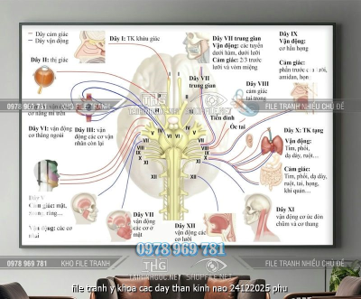 file tranh y khoa cac day than kinh nao 24122025 phu
