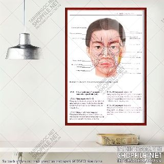 file tranh y khoa cac mach mau tren mat nguoi 10032023 hieu