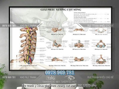 file tranh y khoa gia phau xuong cot song 28112025 phu