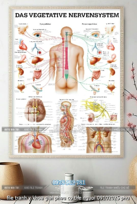 file tranh y khoa giai phau co the nguoi 09102025 phu