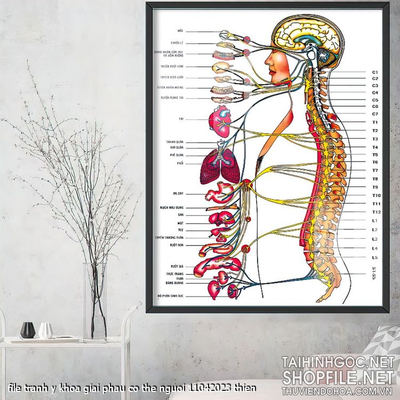 file tranh y khoa giai phau co the nguoi 11042023 thien
