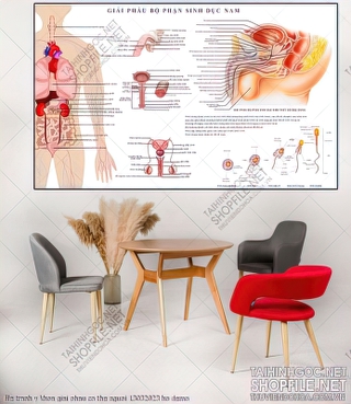 file tranh y khoa giai phau co the nguoi 13032023 ho