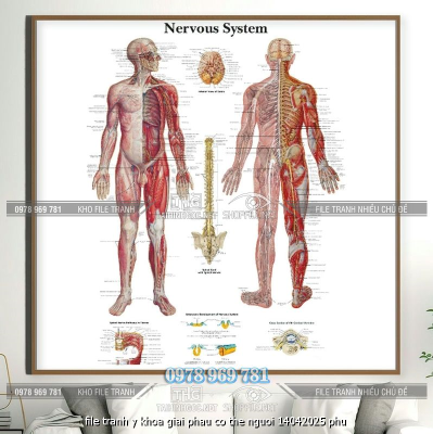 file tranh y khoa giai phau co the nguoi 14042025 phu