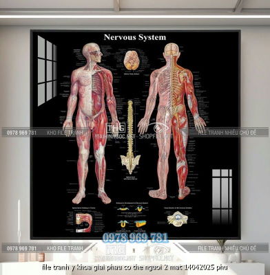 file tranh y khoa giai phau co the nguoi 2 mat 14042025 phu