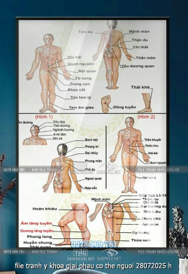 file tranh y khoa giai phau co the nguoi 28072025 h