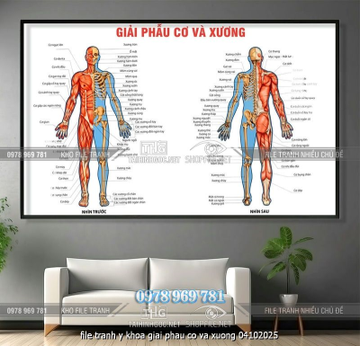 file tranh y khoa giai phau co va xuong 04102025