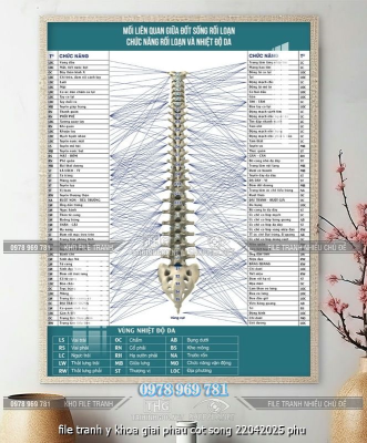 file tranh y khoa giai phau cot song 22042025 phu