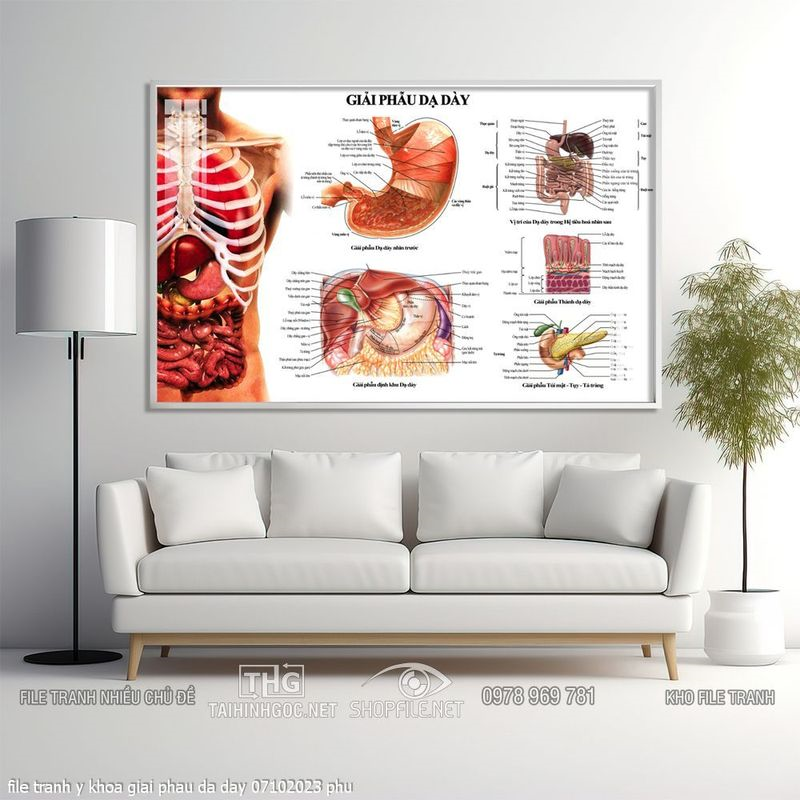 file tranh y khoa giai phau da day 07102023 phu
