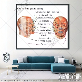 file tranh y khoa giai phau dau nguoi 10032023 hieu