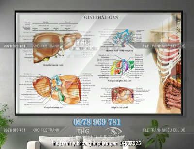 file tranh y khoa giai phau gan 14032025