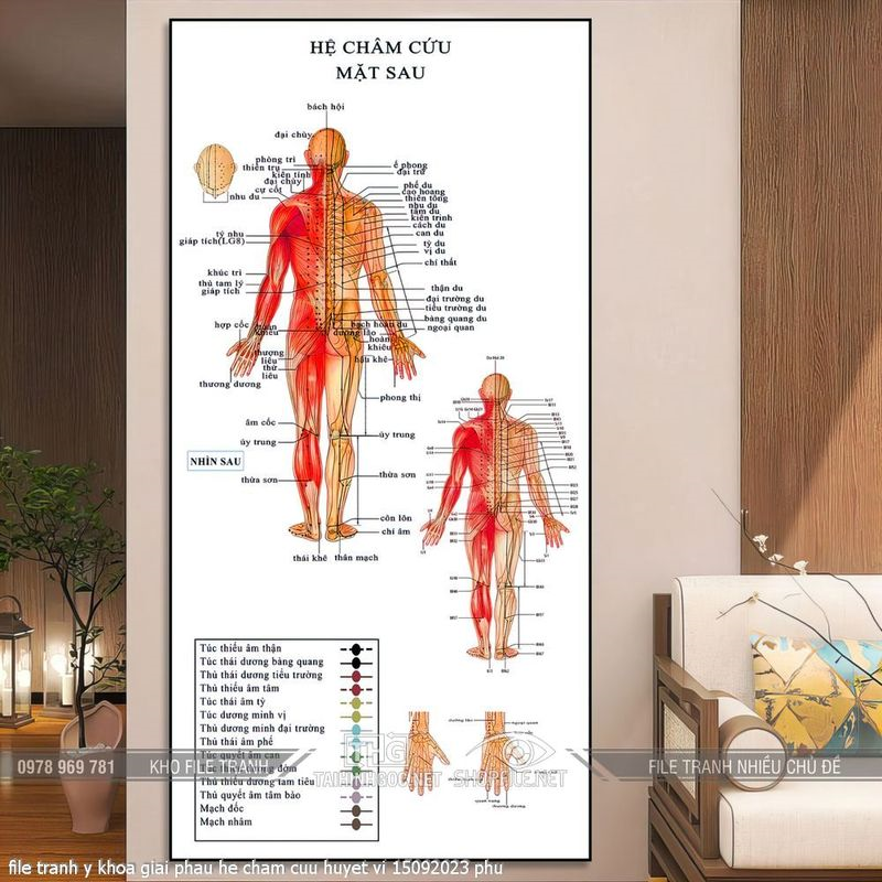 file tranh y khoa giai phau he cham cuu huyet vi 15092023 phu