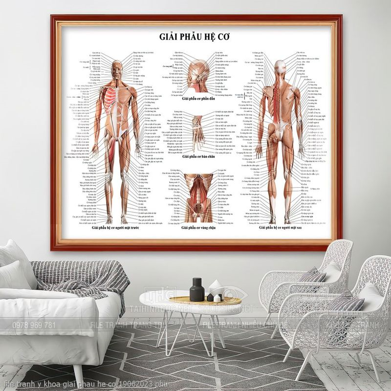 file tranh y khoa giai phau he co 19062023 phu