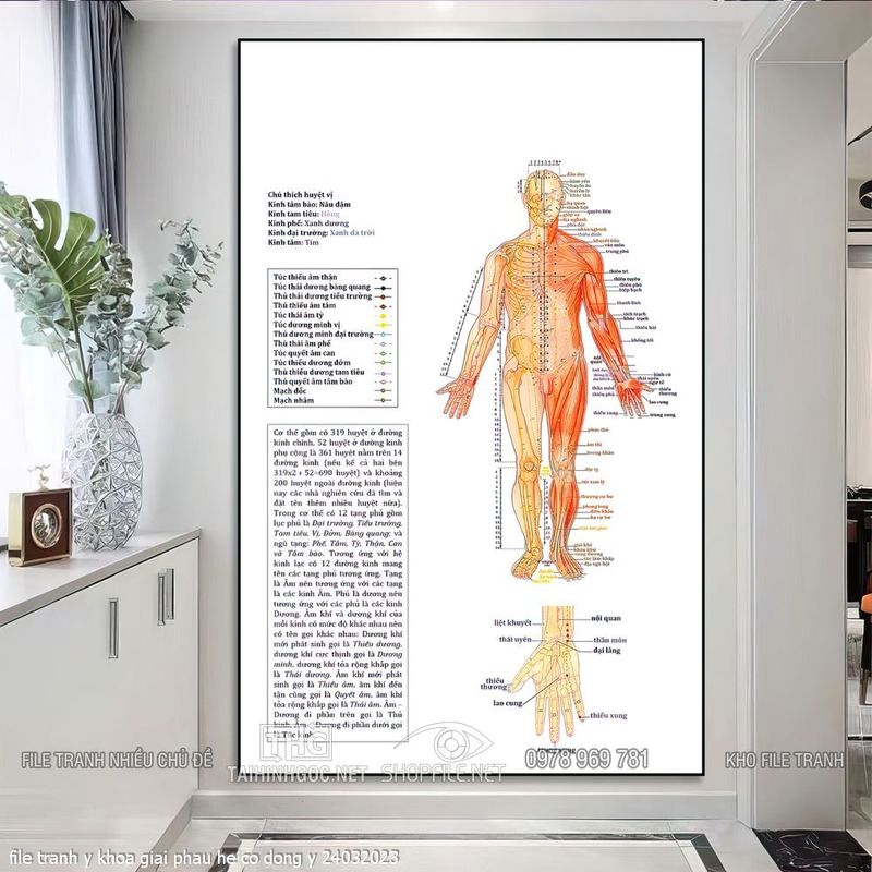 file tranh y khoa giai phau he co dong y 24032023