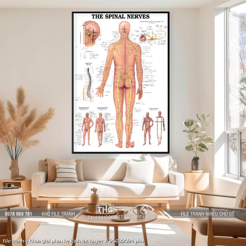 file tranh y khoa giai phau he kinh lac huyet vi 25032024 phu
