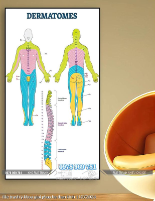 file tranh y khoa giai phau he than kinh 11072024