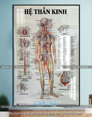 file tranh y khoa giai phau he than kinh 27022025 hanh