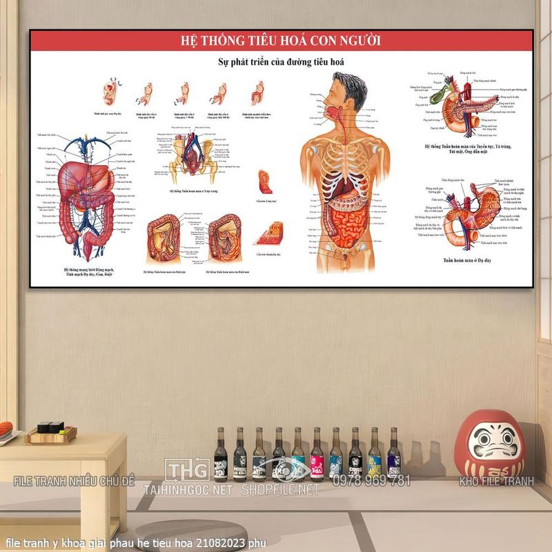 file tranh y khoa giai phau he tieu hoa 21082023 phu