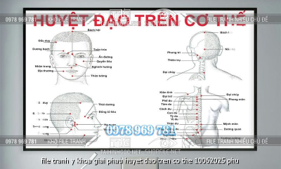 file tranh y khoa giai phau huyet dao tren co the 10062025 phu