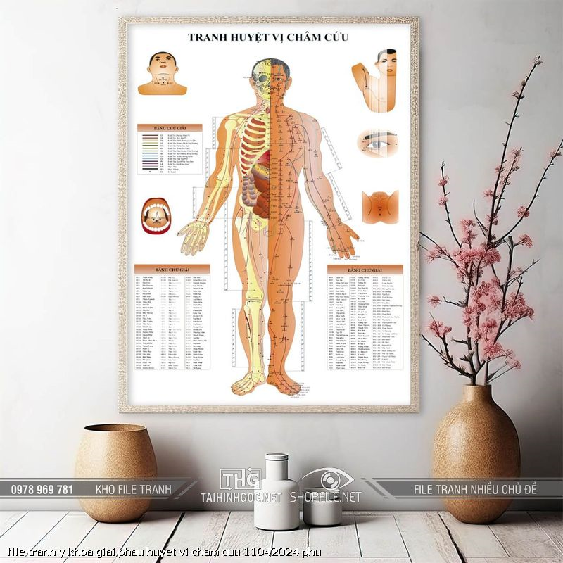 file tranh y khoa giai phau huyet vi cham cuu 11042024 phu