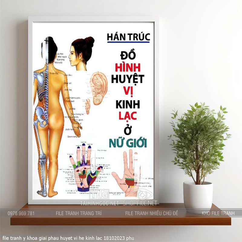 file tranh y khoa giai phau huyet vi he kinh lac 18102023 phu