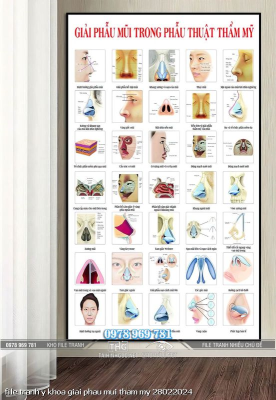 file tranh y khoa giai phau mui tham my 28022024