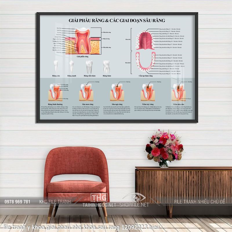 file tranh y khoa giai phau nha khoa sau rang 12092023 hieu