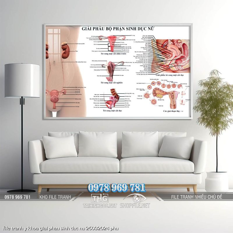 file tranh y khoa giai phau sinh duc nu 26032024 phu