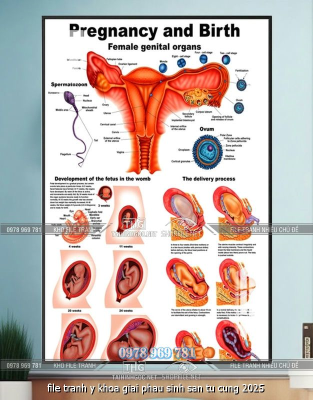 file tranh y khoa giai phau sinh san tu cung 2025