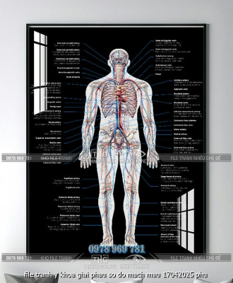 file tranh y khoa giai phau so do mach mau 17042025 phu