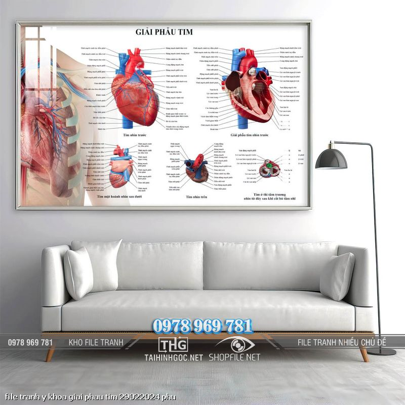 file tranh y khoa giai phau tim 29022024 phu