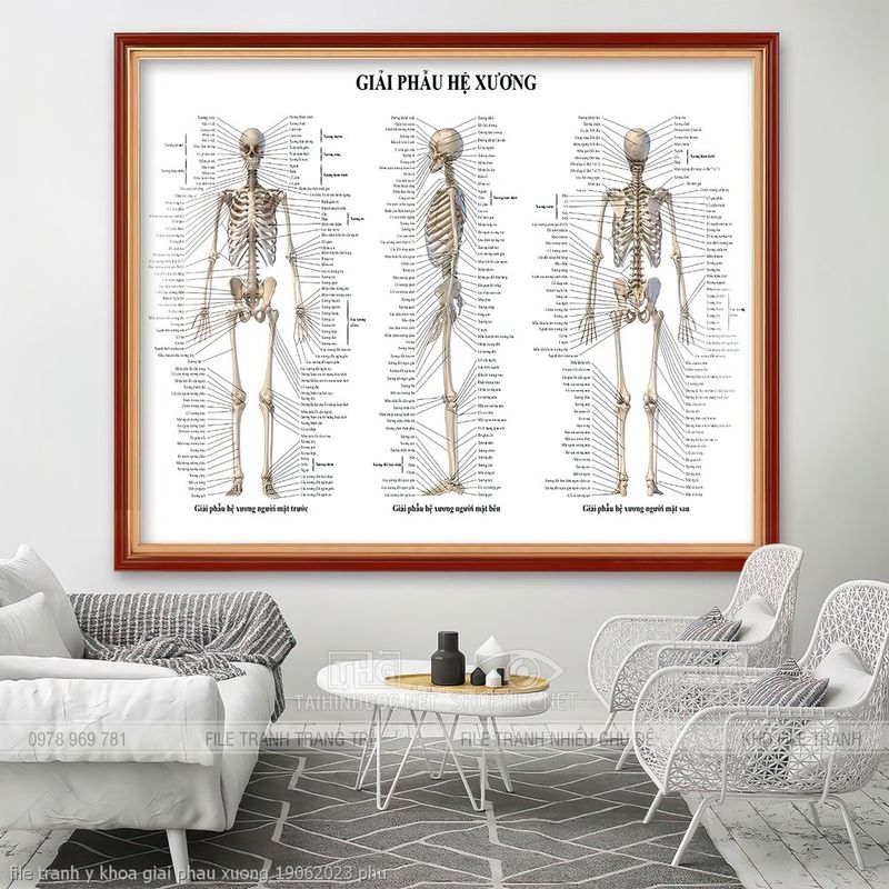 file tranh y khoa giai phau xuong 19062023 phu