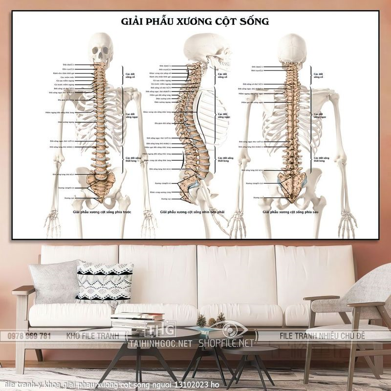 file tranh y khoa giai phau xuong cot song nguoi 13102023 ho