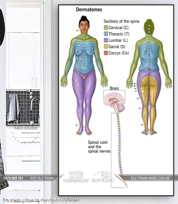 file tranh y khoa he than kinh 11072024