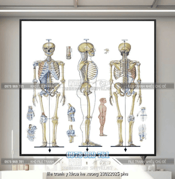 file tranh y khoa he xuong 28022025 phu