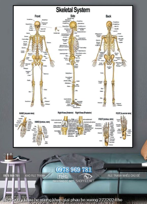 file tranh y khoa he xuong khop giai phau bo xuong 2732024 ho