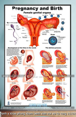 file tranh y khoa phong kham benh vien noi soi tu cung 21102025