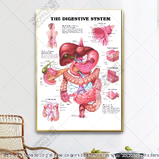 file tranh y khoa so do giai phau co quan tieu hoa co the nguoi 30122022 phu