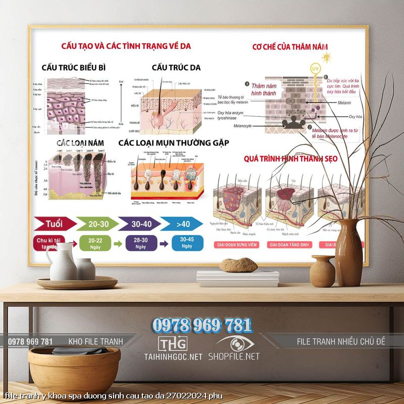 file tranh y khoa spa duong sinh cau tao da 27022024 phu
