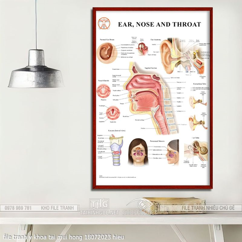 file tranh y khoa tai mui hong 18072023 hieu