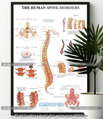 file tranh y khoa y te giai phau xuong nguoi 482025 ho