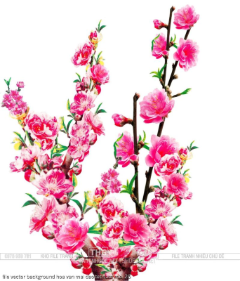 file vector background hoa van mai dao tet nam moi 26