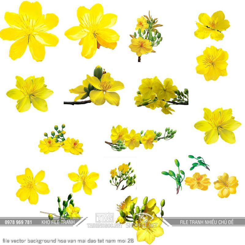 file vector background hoa van mai dao tet nam moi 28