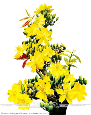 file vector background hoa van mai dao tet nam moi 30