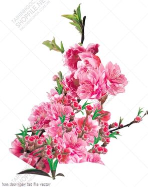 hoa dao ngay tet file vector