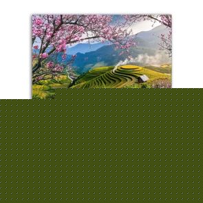 hoa dao ruong bac thang 31 11 21 Dat