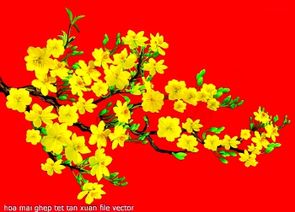 hoa mai ghep tet tan xuan file vector