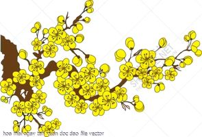 hoa mai ngay tan xuan doc dao file vector