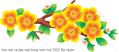 hoa mai ve dep mat trong nam moi 2023 file vector